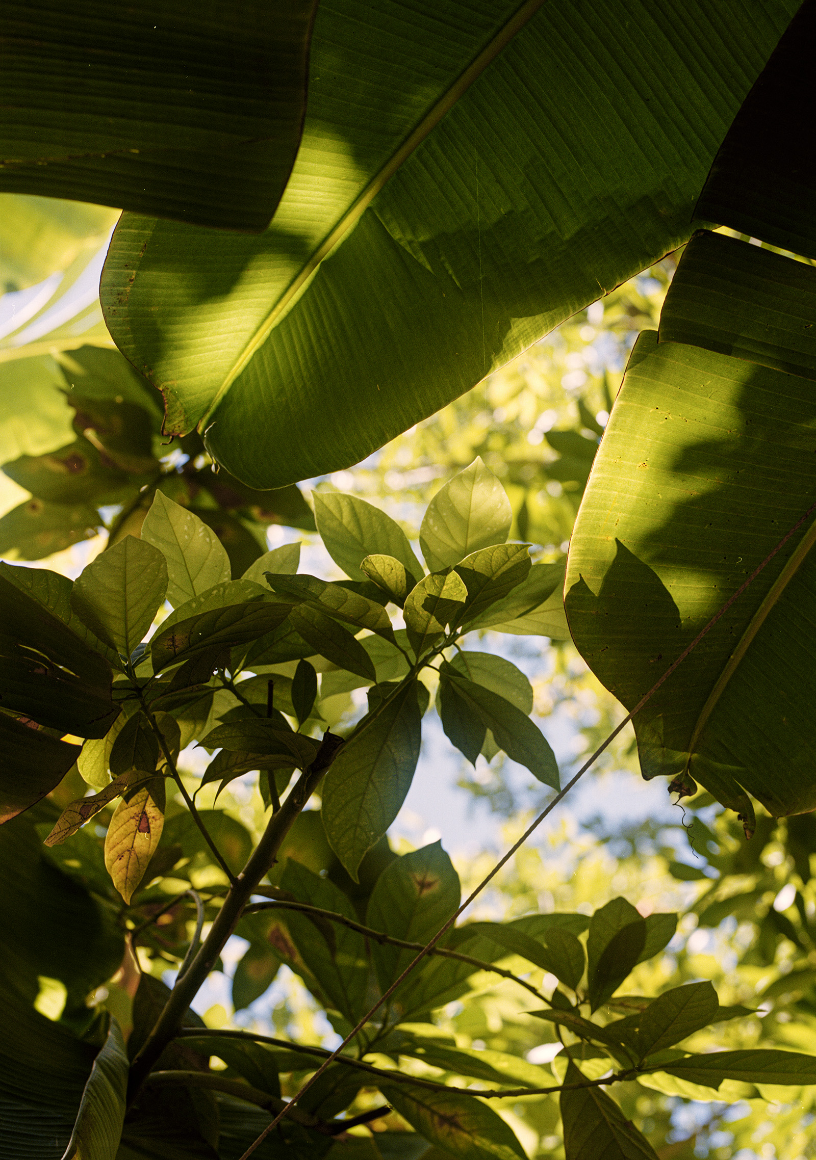 3824-09 EDIT - WALK GOOD by Luca Vincenzo for Wasted Talent