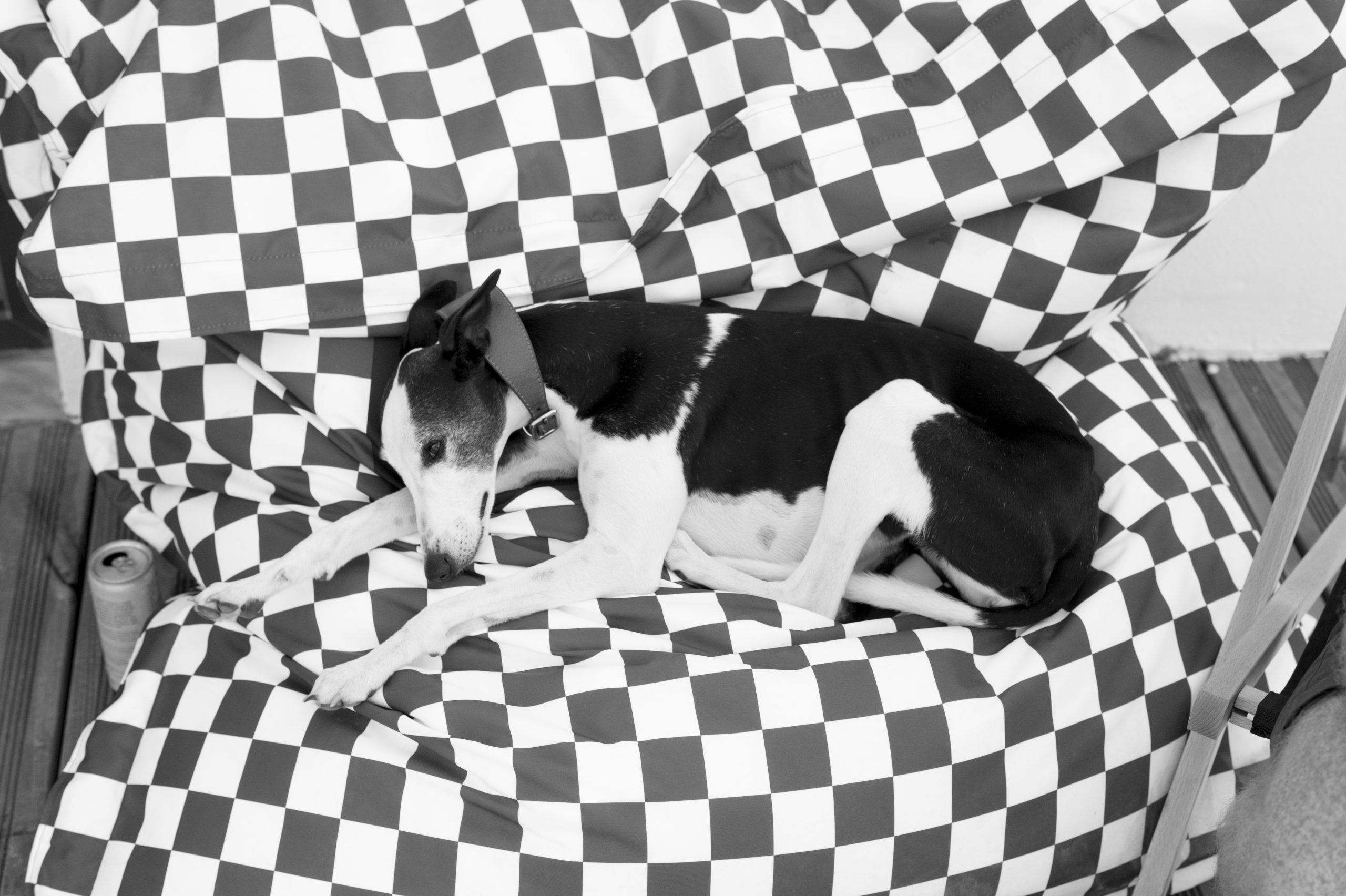 WastedTalent : VansDSC_6010-2