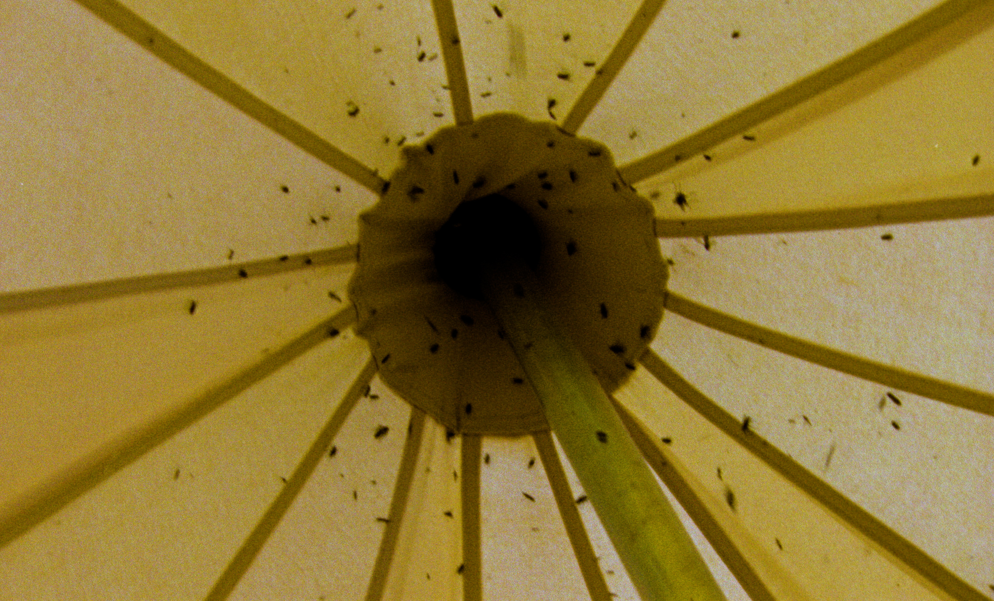 001.00_04_30_08.Still056